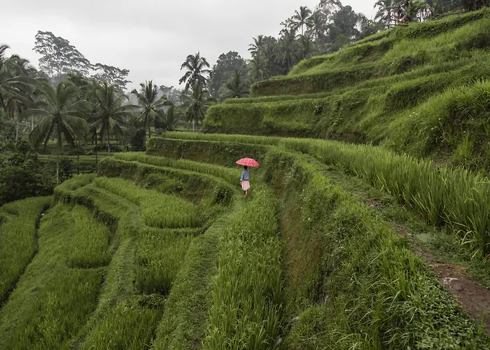 The Westin & Ubud, Bali فندق أوبود